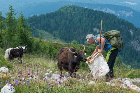Shepherd feeding yak