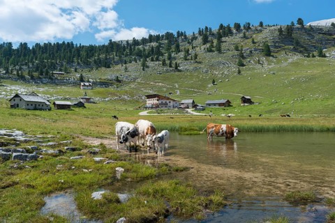 Cows standing in lake