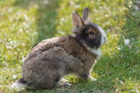 European or common rabbits