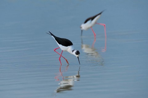 Black-winged Stilt