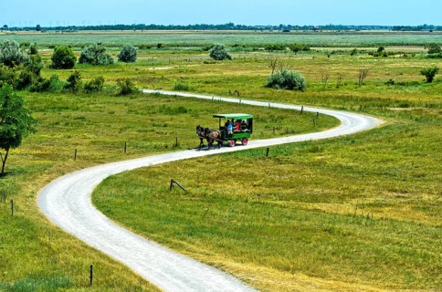 Ride in a horse-drawn carriage through the National Park Lake Neusiedl