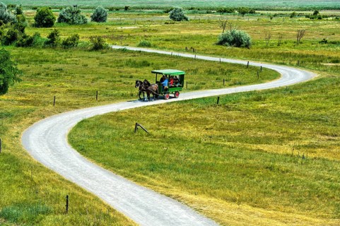 Ride in a horse-drawn carriage through the National Park Lake Neusiedl