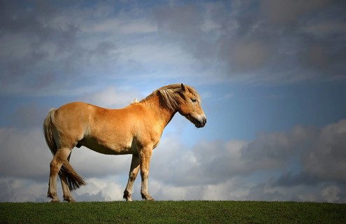 Brown horse