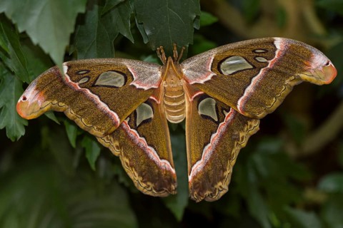 Atlas moth
