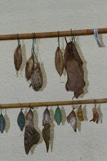 Butterfly pupae in the butterfly house on the island of Mainau