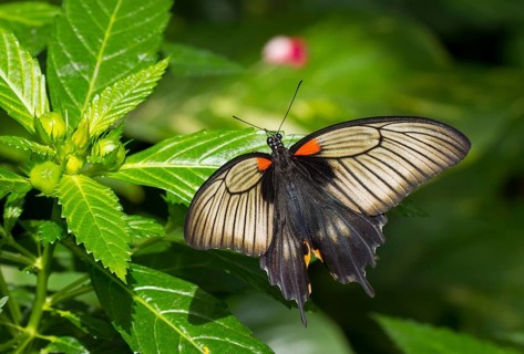 Swallowtail
