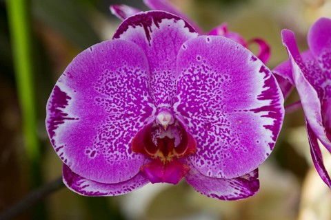 Phalaenopsis hybrids 'Taiwan' 'Red Cat'