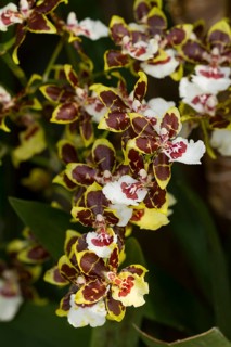 Orchid