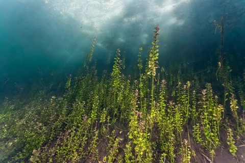 Pondweed