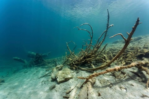 Sunken trees in lake