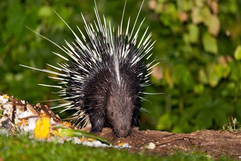 Malayan or Himalayan porcupine