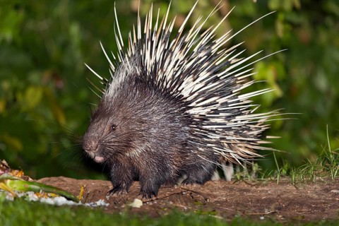 Malayan or Himalayan porcupine