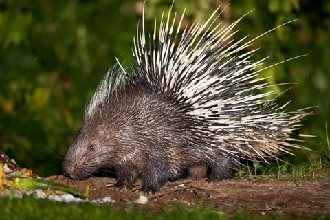 Malayan or Himalayan porcupine
