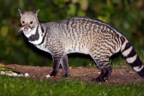 Large Indian civet