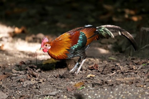 Male junglefowl