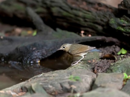 Siberian blue robin on the waterfront