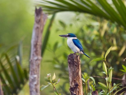 Collared kingfisher