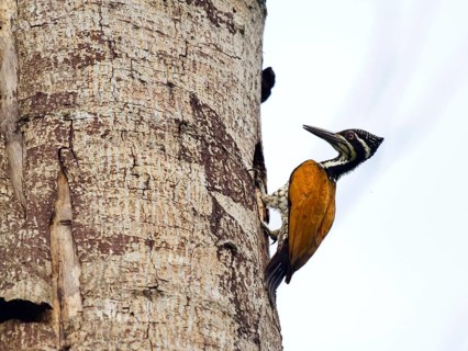 Buff-spotted flameback
