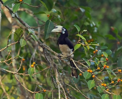 Oriental pied hornbill