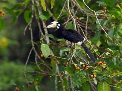 Oriental pied hornbill