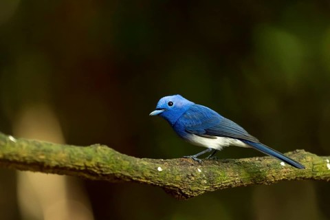 Black-naped monarch