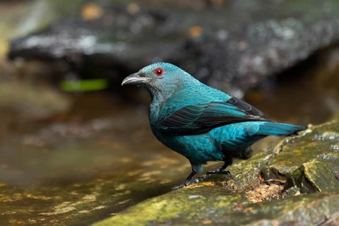 Female Asian fairy-bluebird