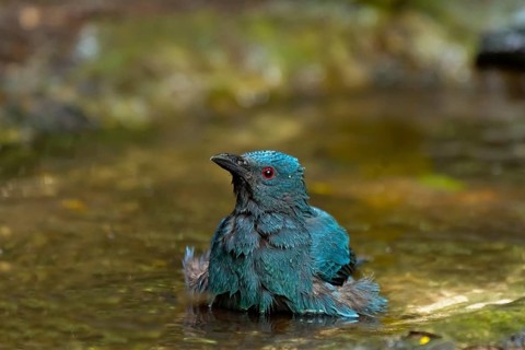 Female Asian fairy-bluebird
