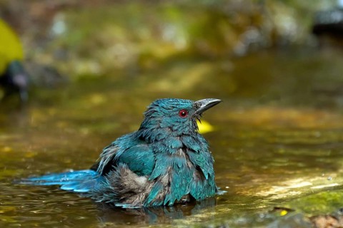 Female Asian fairy-bluebird