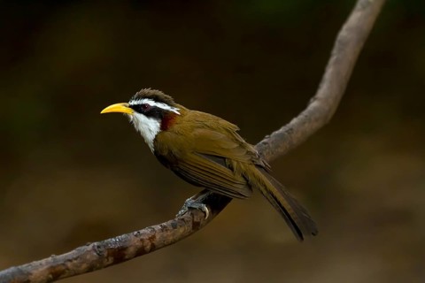 White-browed scimitar babbler