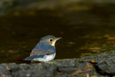 Juvenile Siberian blue robin