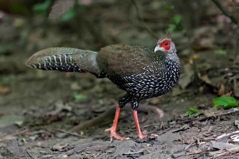 Kalij pheasant