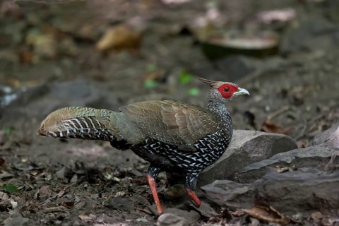 Kalij pheasant