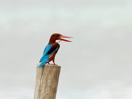 White-throated kingfisher