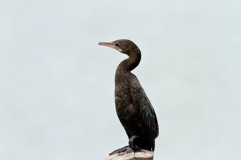 Indian cormorant