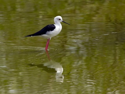 Black-winged stilt