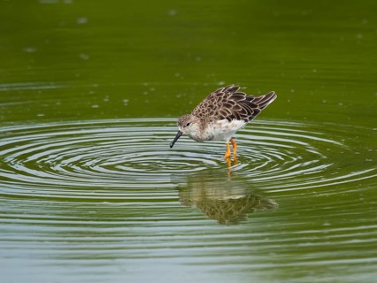 Temminck's stint
