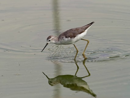 Marsh sandpiper