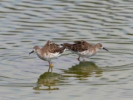 Long-toed stint