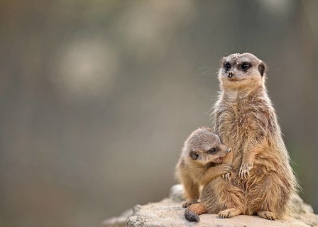 Meerkats