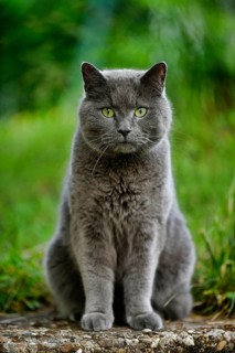 Russian Blue