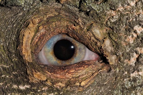 Eye looking through knothole in tree