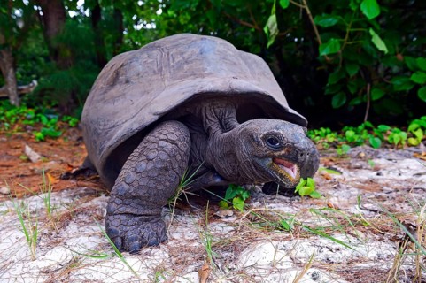 Aldabra Giant Tortoise