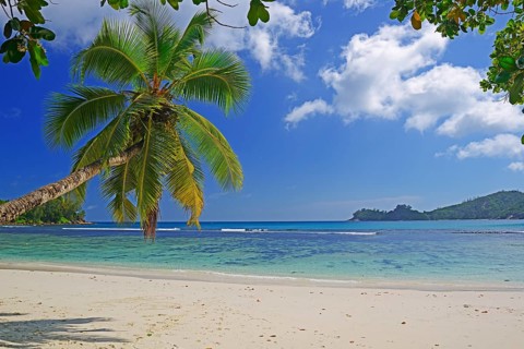 Overhanging coconut palm