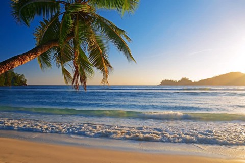 Coconut tree overhanging