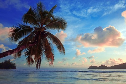 Overhanging coconut tree