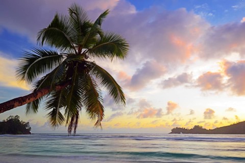 Overhanging coconut tree