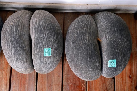 Coco de Mer