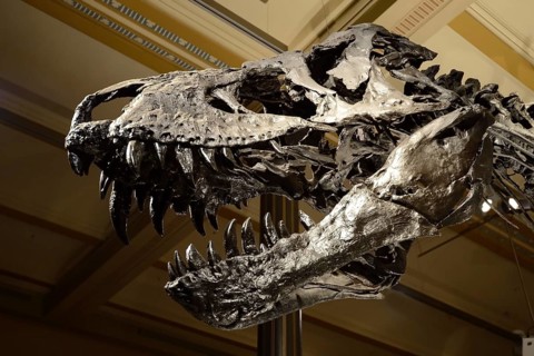Skull of the until now best preserved skeleton of Tyrannosaurus rex or T. rex