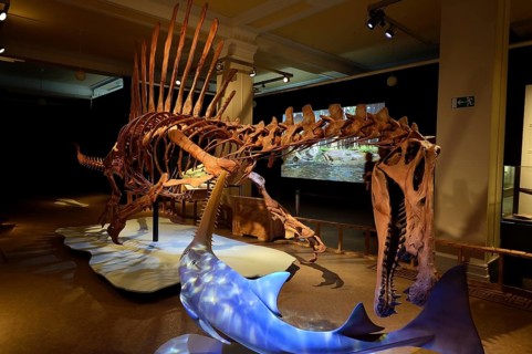 Worldwide unique skeleton replica of the biggest carnivorous dinosaur