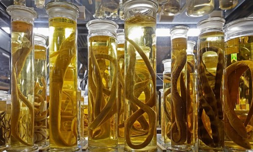 Glass cabinet with alcohol-preserved animal specimens
